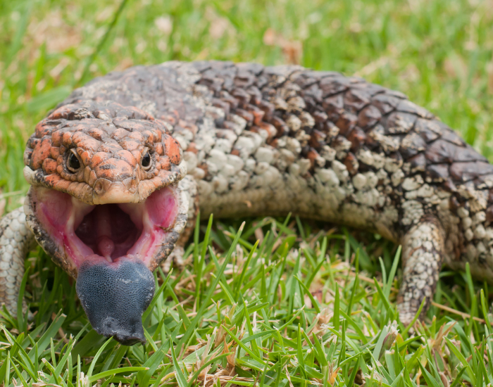 close up of a Shingleback Skink with its mouth open standing on grass