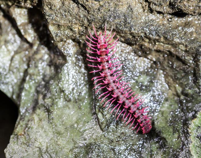 Shocking Pink Dragon Millipede walking on a rock in its habitat