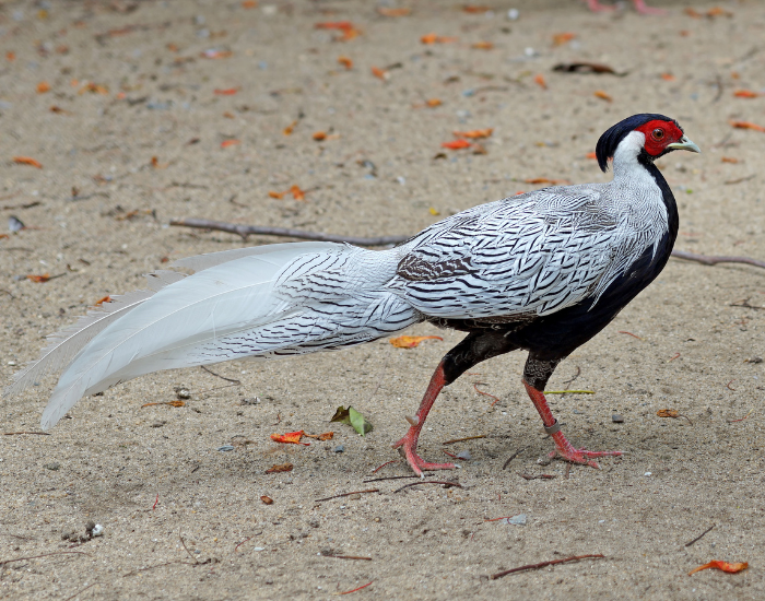 Silver Pheasant  walking 