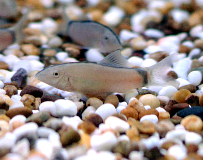 Skunk Loach in a tank with pebbles