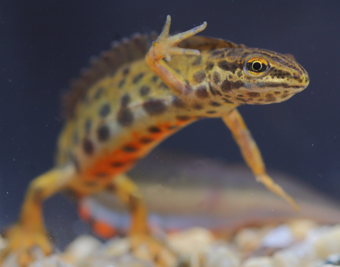 Smooth Newt  close up in water in captivity