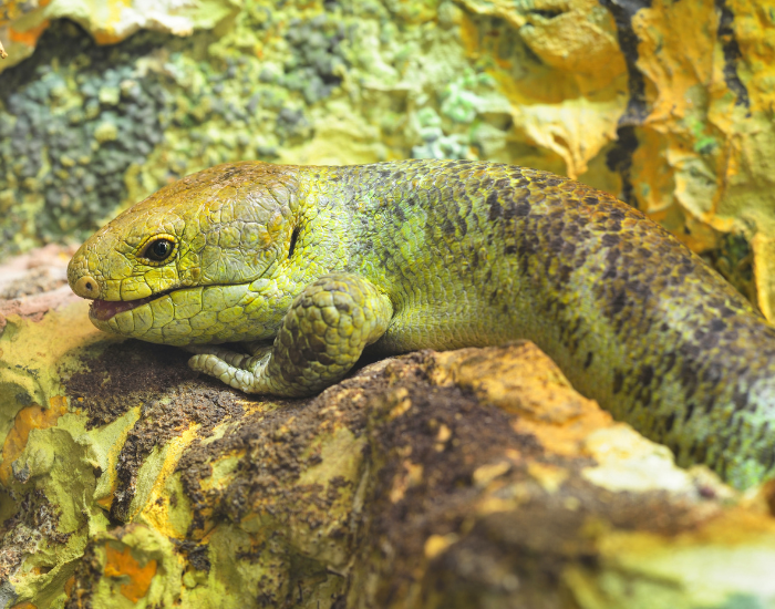 Solomon Islands Skink in natural habitat