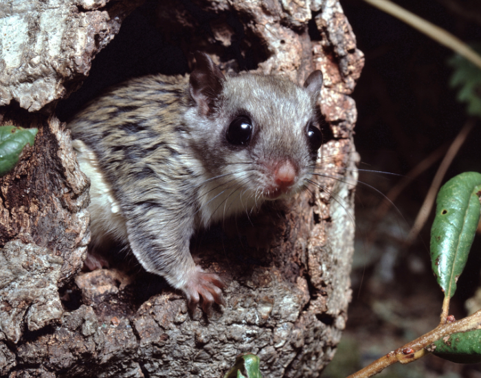 a Southern Flying Squirrel hiding in a hollowe dtree