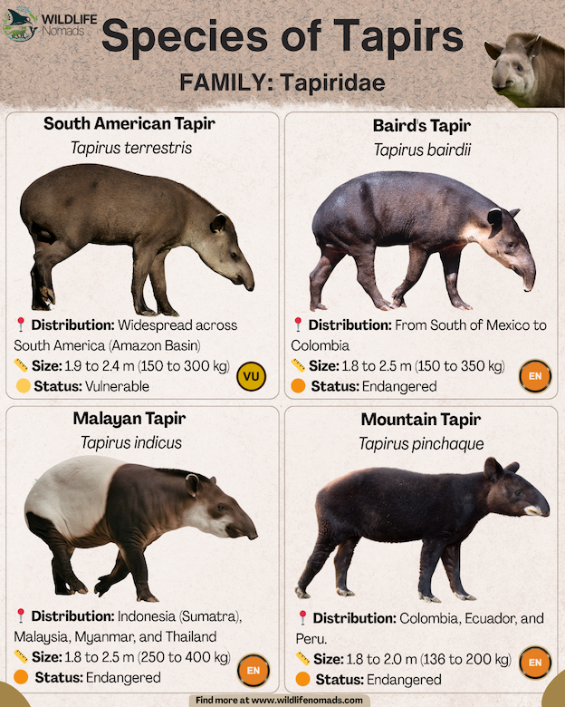 Species of Tapirs infographic by wildlife nomads showing the malayan, south american, baird's and mountain ones