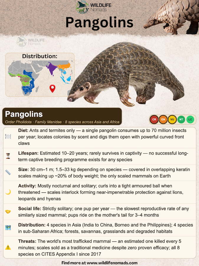 pangolin species profile showing important information about all species of pangolins