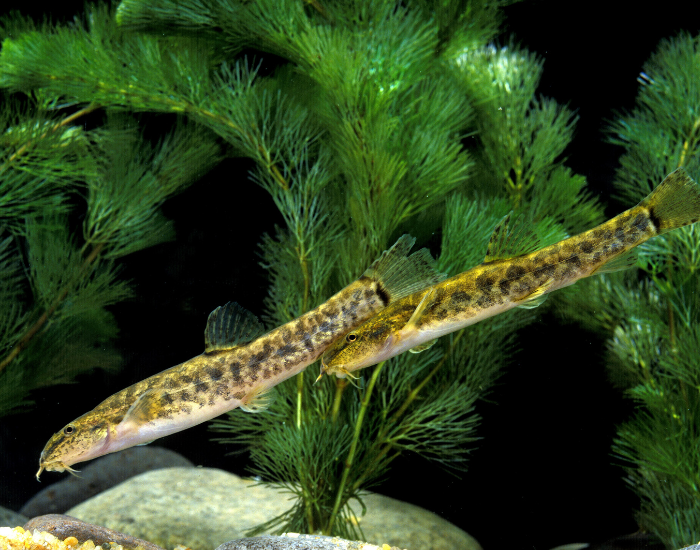 tw Spined Loaches swimming lose to each other in a water tank