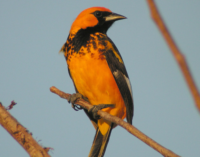a Spot-breasted Oriole sitting on a thin tree branch