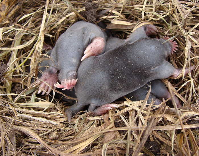Star-Nosed-Mole.webp two Star-Nosed Moles in a nest