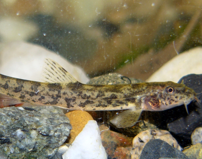 Stone Loach near the floor of. a tank