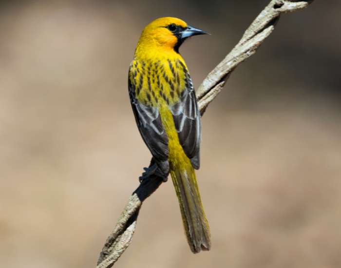 Streak-backed Oriole perched on a thin tree branch