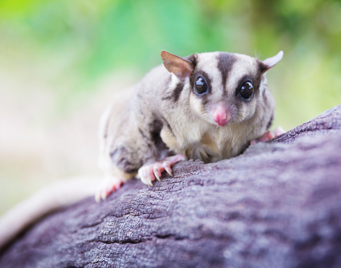 Sugar Glider on top of a tree trunk during the day