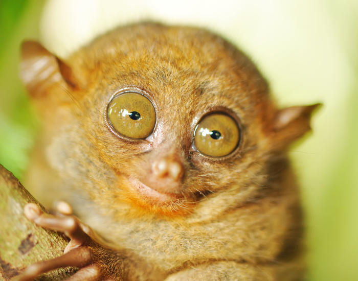 close up of a tarsier smiling
