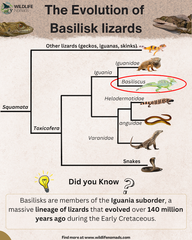 The Evolution of Basilisk lizards infographic showing a cladogram of sqamata