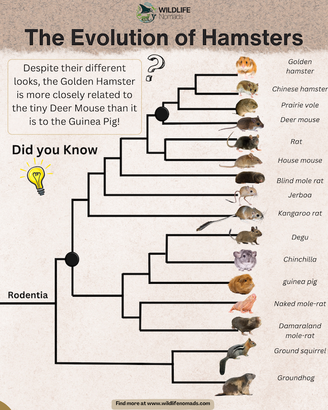 The Evolution of Hamsters infographic by wildlife nomads