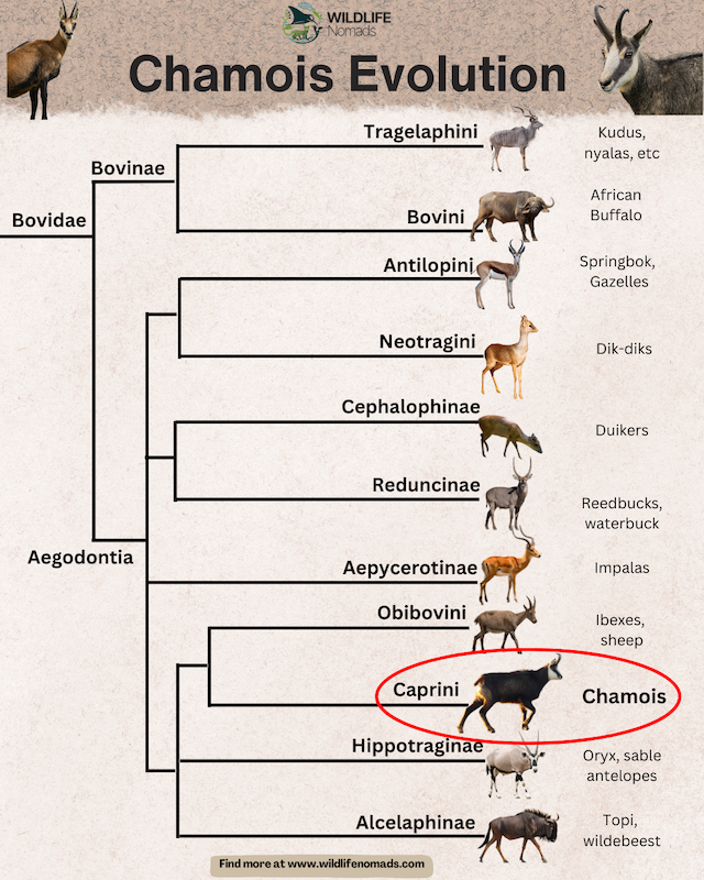 The-Evolution-of-chamois.webp infographic showing the evolution of chamois and how it related with other animas