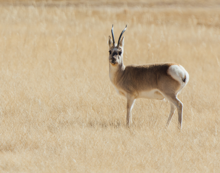 betan Antelope in a grassland
