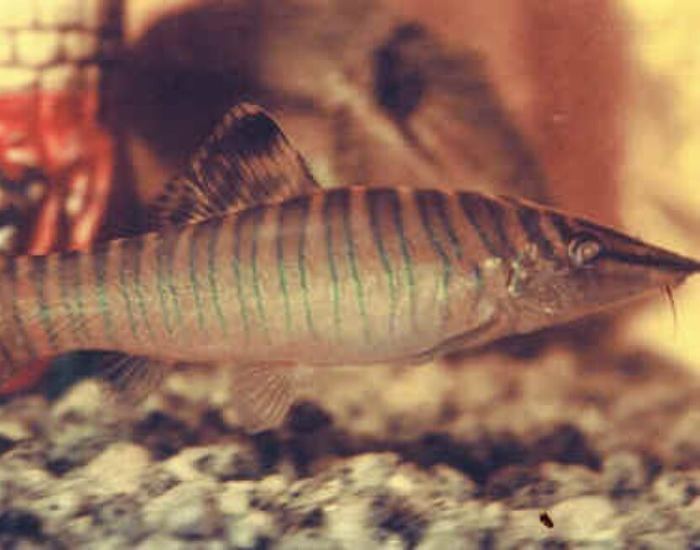close up of a Tiger Loach