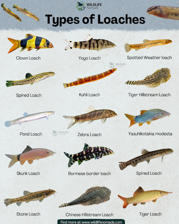 Types of Loaches infographic showing 15 species