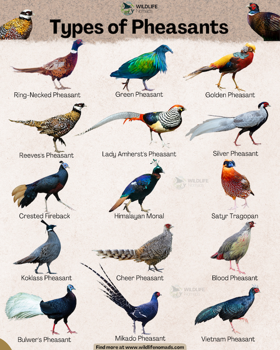 Types of Pheasants infographic showing 15  iconic species