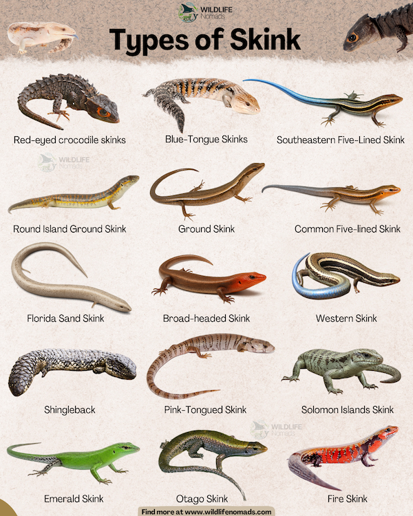 Types of Skink infographic chart showing 15 species