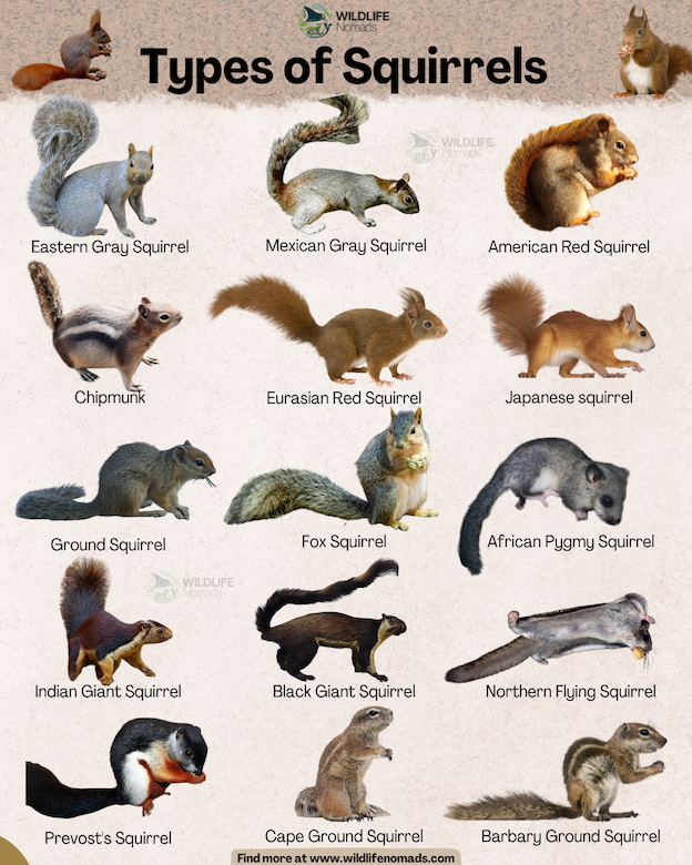 Types of Squirrels infographic showing 15 different species including mexican gray squirrel, american re squirrel, among others