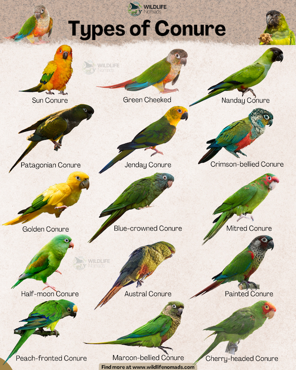 Types of Conure infographic by wildlife nomads showing 15 types including the sun conure, green cheeked, etc