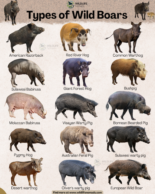 Types of Wild Boars infographic showing 15 subspecies