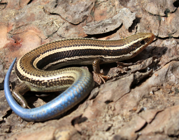 Western Skink on top of a rock