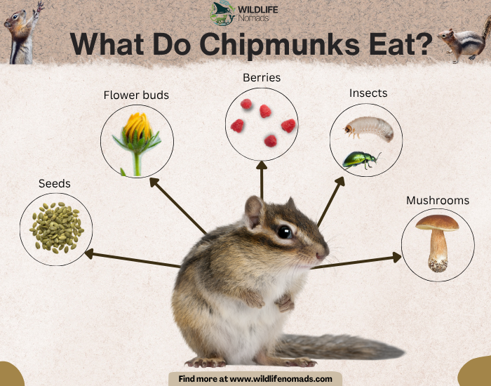 an infographic chart by wildlife nomads showing five food sources for chipmunks including berries, seeds, etc