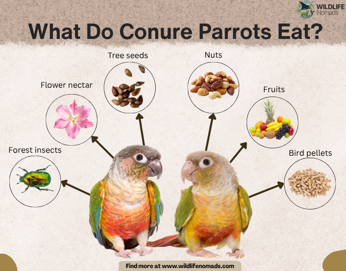 infographic showing two conures and six food sources