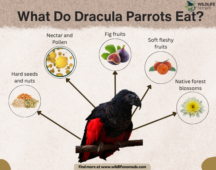 an infographic depicting the main food sources for dracula parrots including figs and pollen