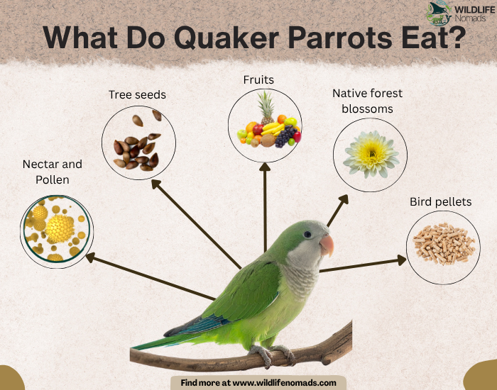 What-Do-Quaker-Parrots-or-monk-parakeets-Eat-diet.webp A dietary infographic titled "What Do Quaker Parrots Eat?" with arrows pointing from a green parakeet to five food sources: nectar and pollen, tree seeds, fruits, native forest blossoms, and bird pellets.