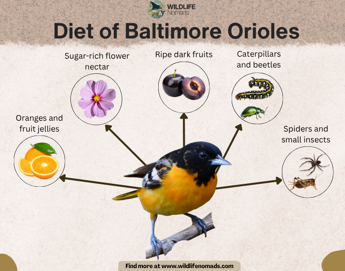 infographic by wildlife nomads depicting the diet of baltimore orioles