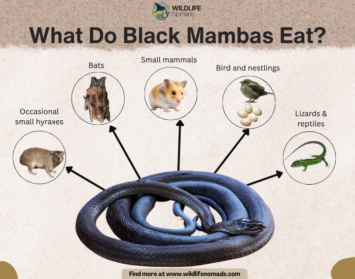 infographic showing the five main sources of a black mamba