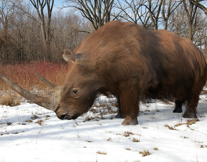 Woolly Rhinoceros in its natural habitat