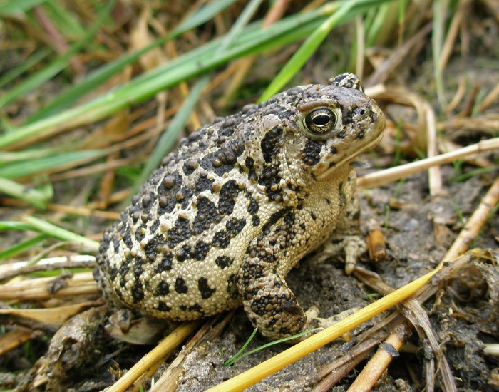 Wyoming Toad in the wild