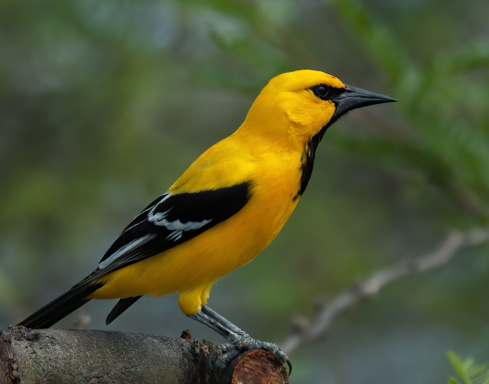 Yellow Oriole perched on a tree branch