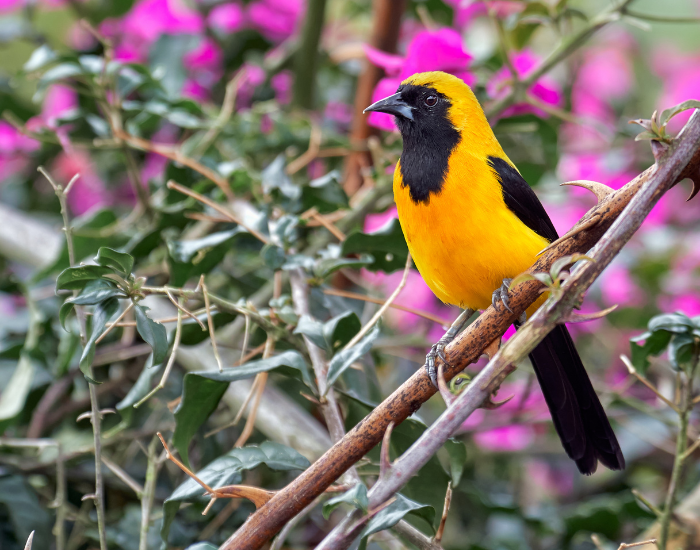 Yellow-backed Oriole perched in a tree with small pink flowers during the day
