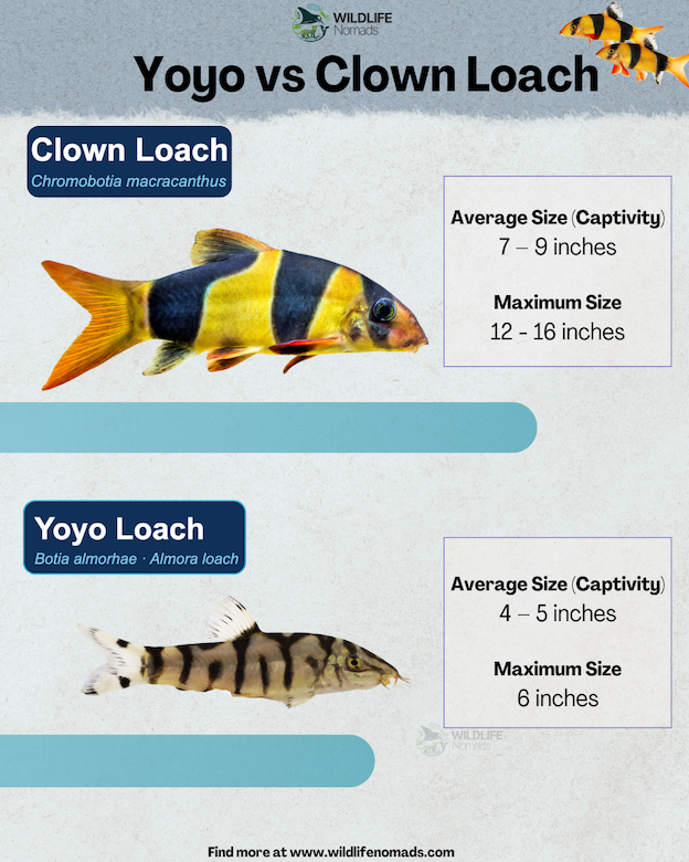 Yoyo vs Clown Loach chart comparing average and max size