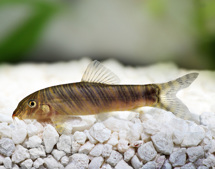 Zebra loach suspended in clear water