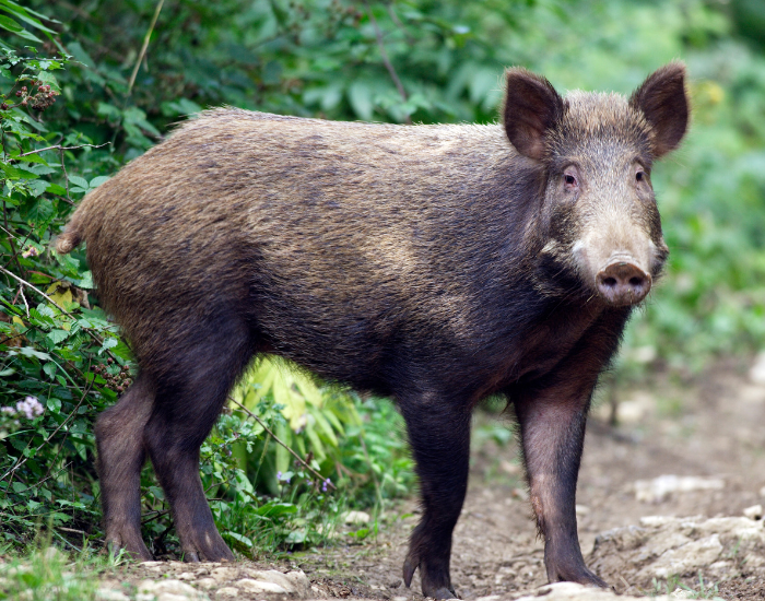 a wild boar in its habitat