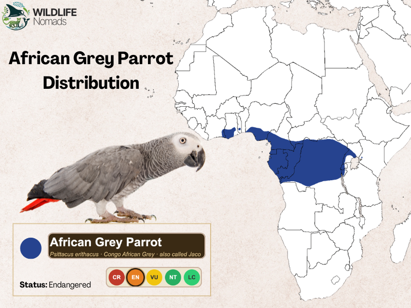 a map of africa showing the distribution of the african grey parrot