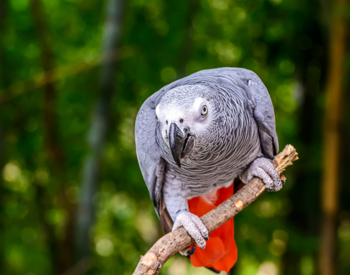 an african grey parrot standing on a tree branch