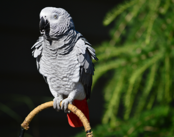 an african grey parrot perched on a wooden branch