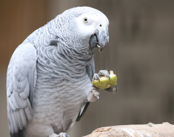 an african grey parrot holding a fruit on its foot