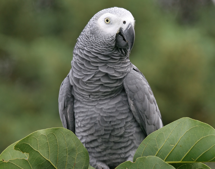 an african grey parrot frontal view