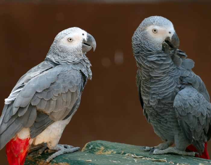 two african grey parrots during the day in captivity