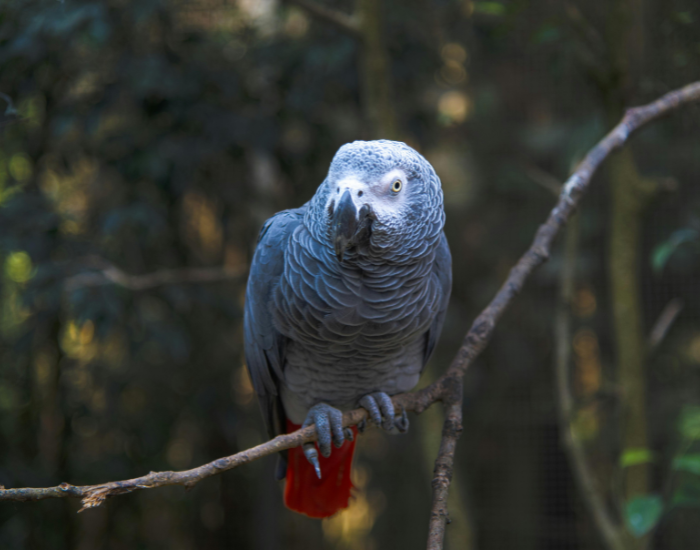 an african grey parrot perched on a thin branch