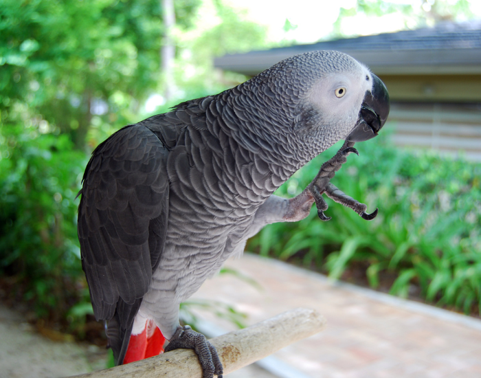 african grey parrot lifting one of its foot