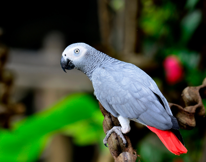 an african grey parrot standing on a tree branch